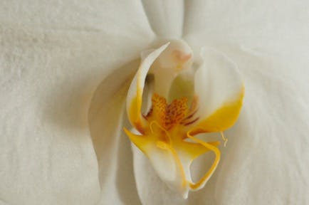 Close up of an Orchid